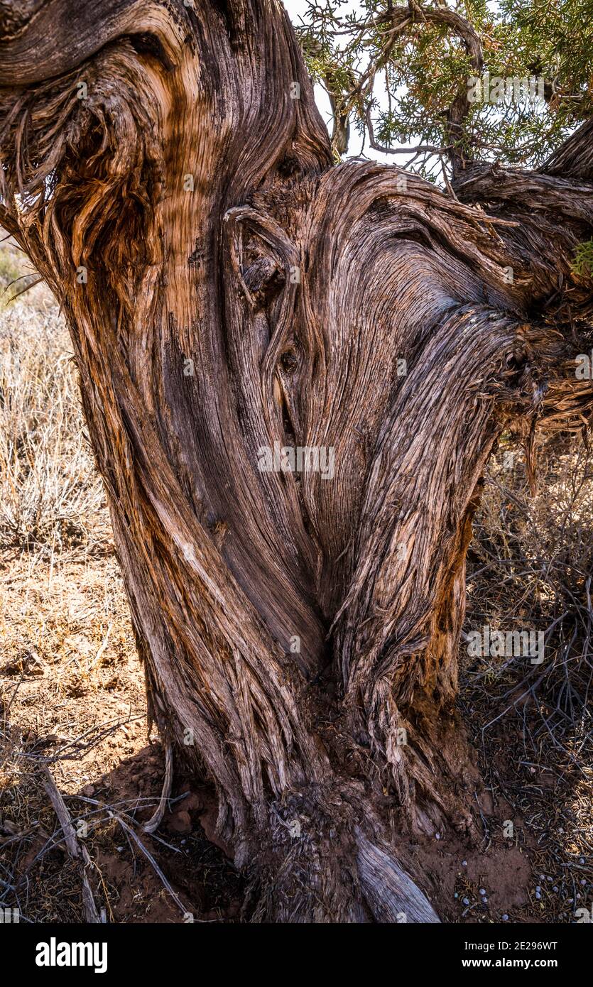 Ein alter Pinion Snag mit einer einzigartigen Form, Canyonland National Park, Utah, USA. Stockfoto