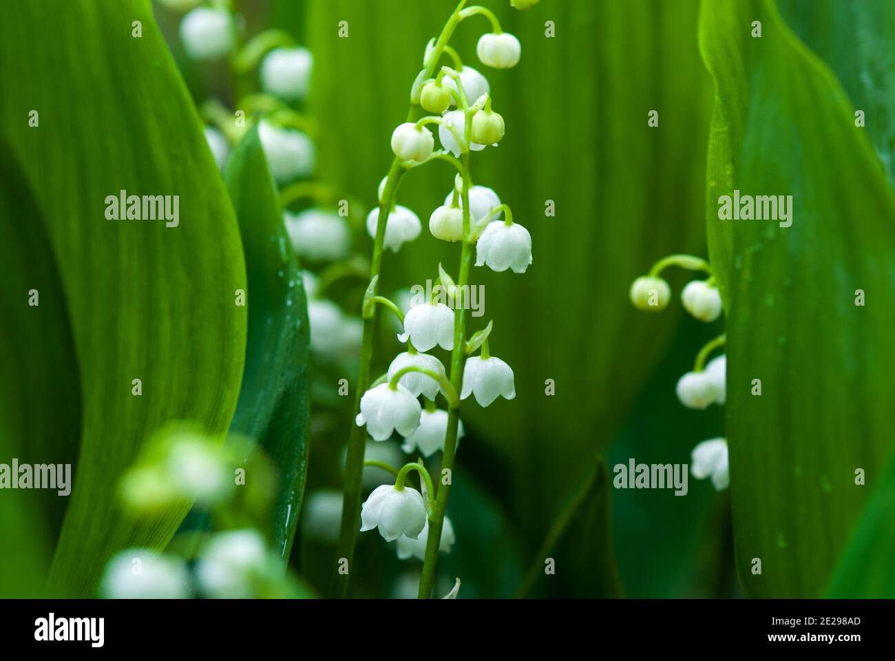 Maiglöckchen im Frühling Stockfoto