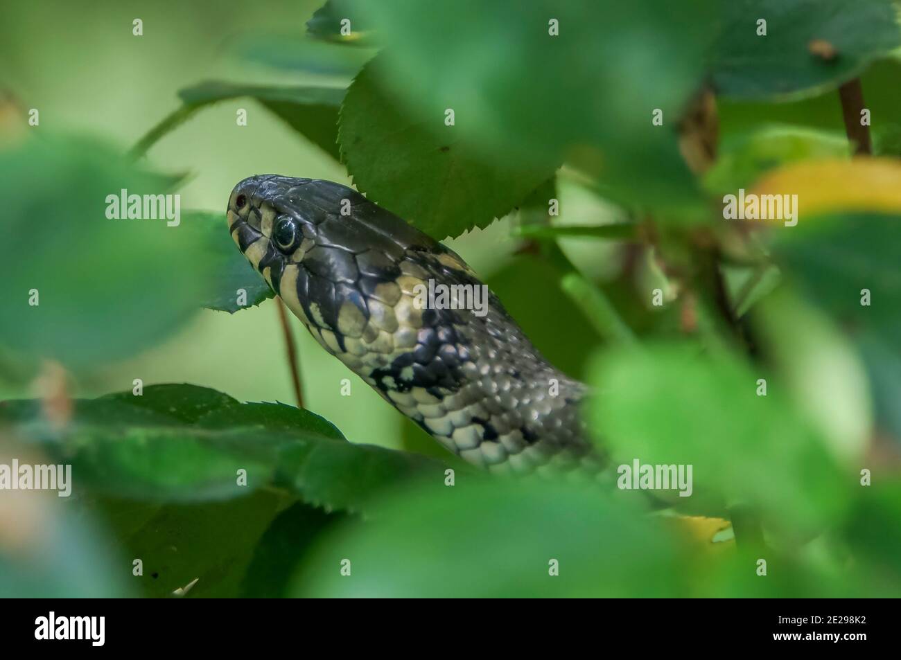 Ringelnatter, Brandenburg, Deutschland Stockfoto