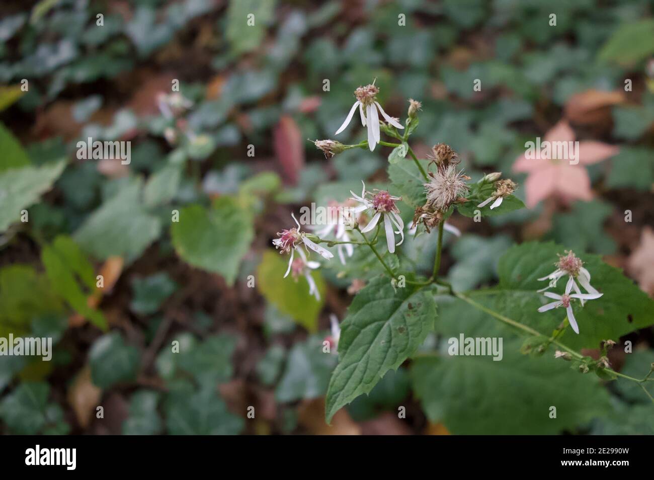 Selektiver Fokus von getrockneten Kamillen Stockfoto