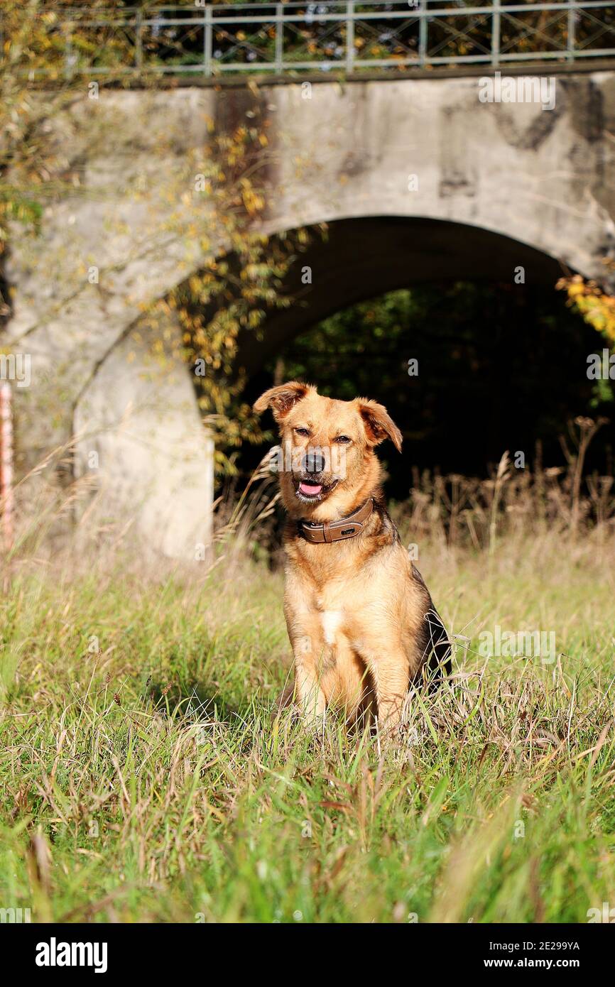 Cute gemischten Hund sittingon the Grass in the field on Ein sonniger Tag und Blick auf die Kamera Stockfoto