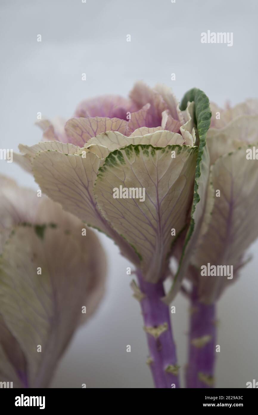 Kohl Lila Blumen Stockfoto