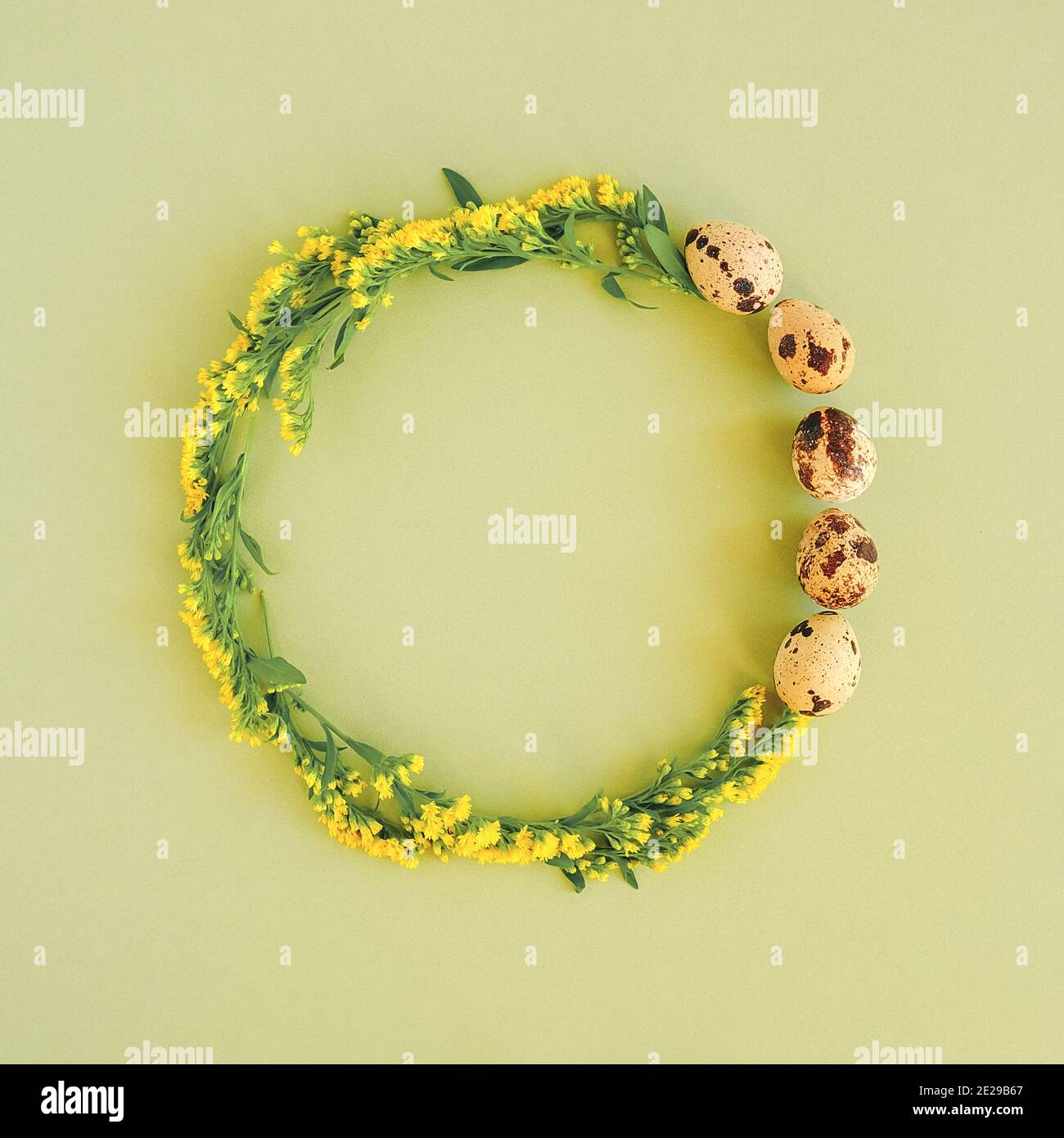 Frohe ostern festliche Kreis Rahmen. Ostern Layout aus Wachteleiern und gelben Blumen auf grünem Hintergrund mit Kopierraum Creative Flat Lay Draufsicht. Stockfoto