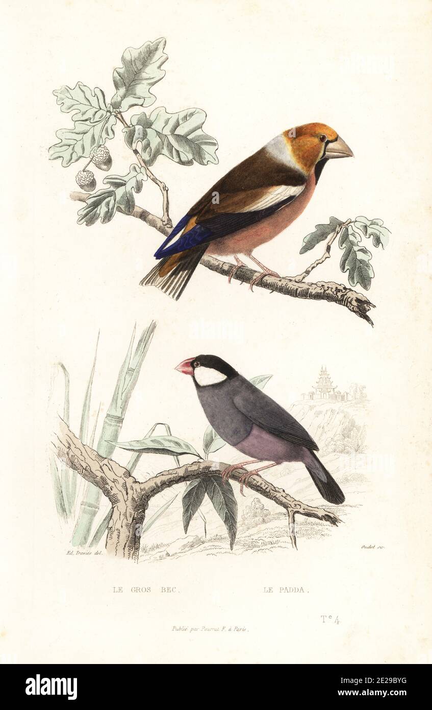 Hawfinch, Coccothraustes coccothraustes, und Java-Sperling, Lonchura oryzivora. Le gros bec, Loxia coccothraustes, le padda, Loxia oryzivora. Handkolorierter Stahlstich von Oudet nach einer Illustration von Edouard Travies aus Achille Richards Oeuvres Completes de Buffon, Pourrat Freres, Paris, 1839. Stockfoto