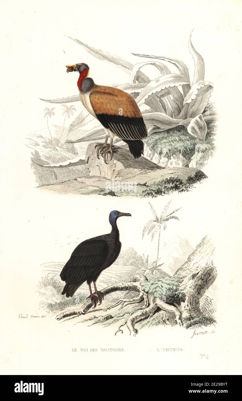 Königsgeier, Sarcoramphus Papa und türkeigeier, Cathartes Aura. Le roi des vautours, Vultur Papa, L'urubus, Vultur Aura. Handkolorierter Stich von Fournier nach einer Illustration von Edouard Travies aus Achille Richards Oeuvres Completes de Buffon, Pourrat Freres, Paris, 1839. Stockfoto