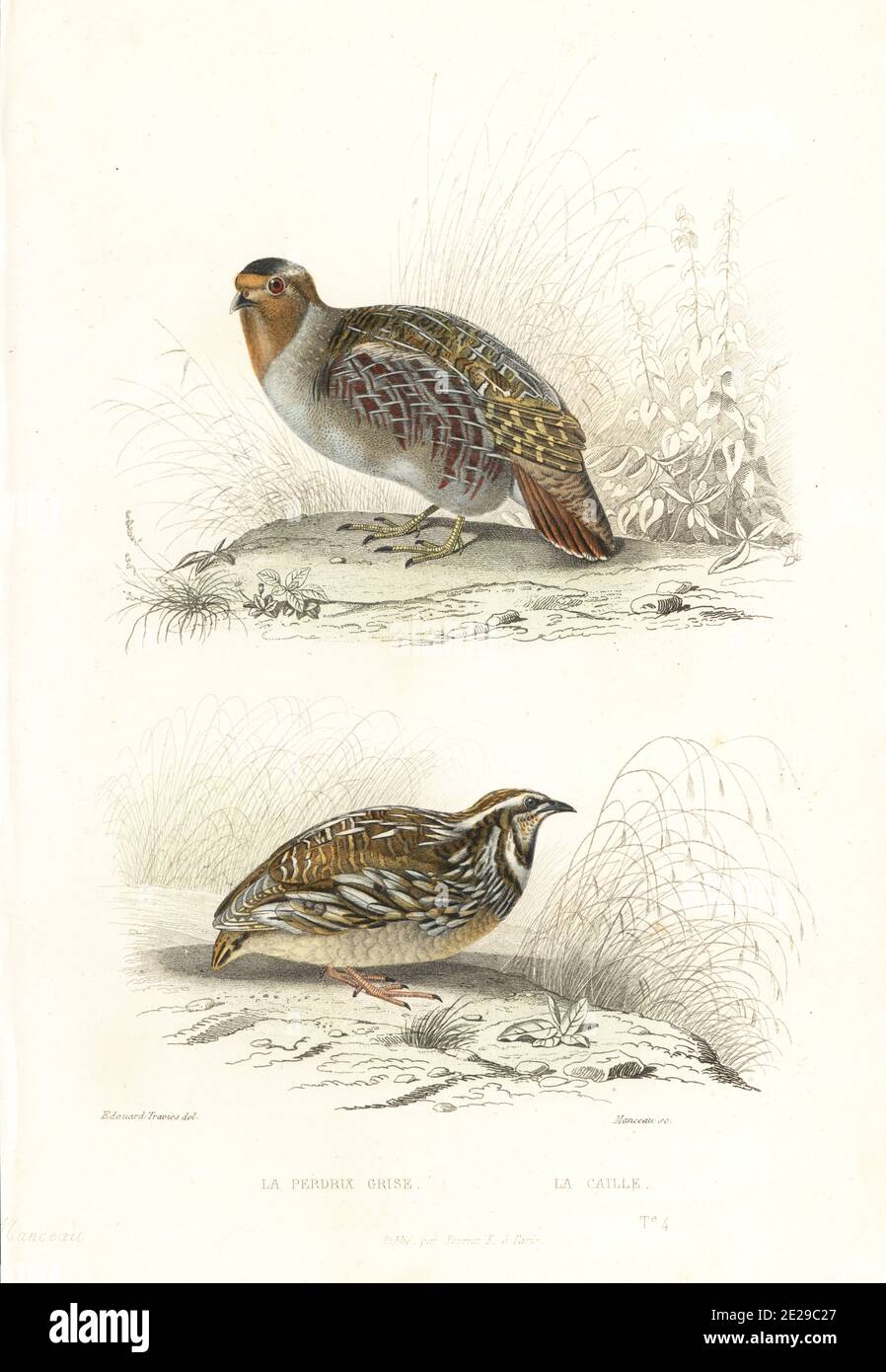 Graues Rebhuhn, Perdix perdix und Wachtel, Coturnix coturnix. Le perdrix grise, Tetrao perdix, Le caille, Tetrao coturnix. Handkolorierter Stahlstich von Manceau nach einer Illustration von Edouard Travies aus Achille Richards Oeuvres Completes de Buffon, Pourrat Freres, Paris, 1839. Stockfoto