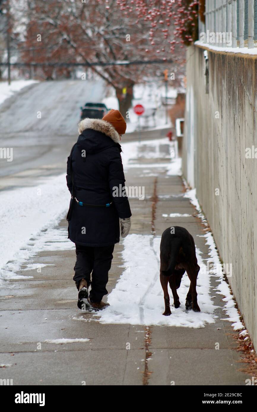 Braun Labrador Mastiff Mix Stockfoto