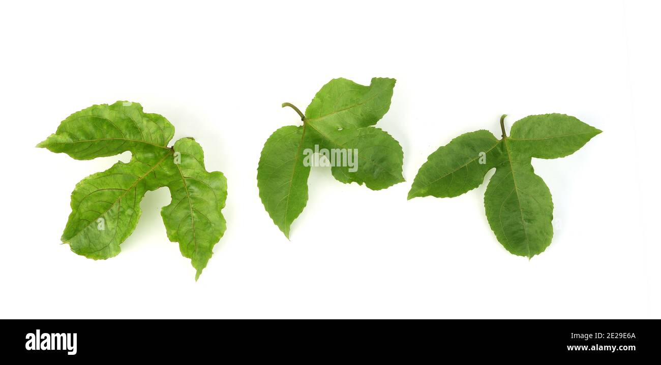 Passionsfrucht Blätter isoliert auf weißem Hintergrund Stockfoto