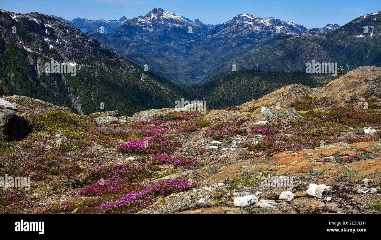 Berge des Strathcona Provincial Park Stockfoto