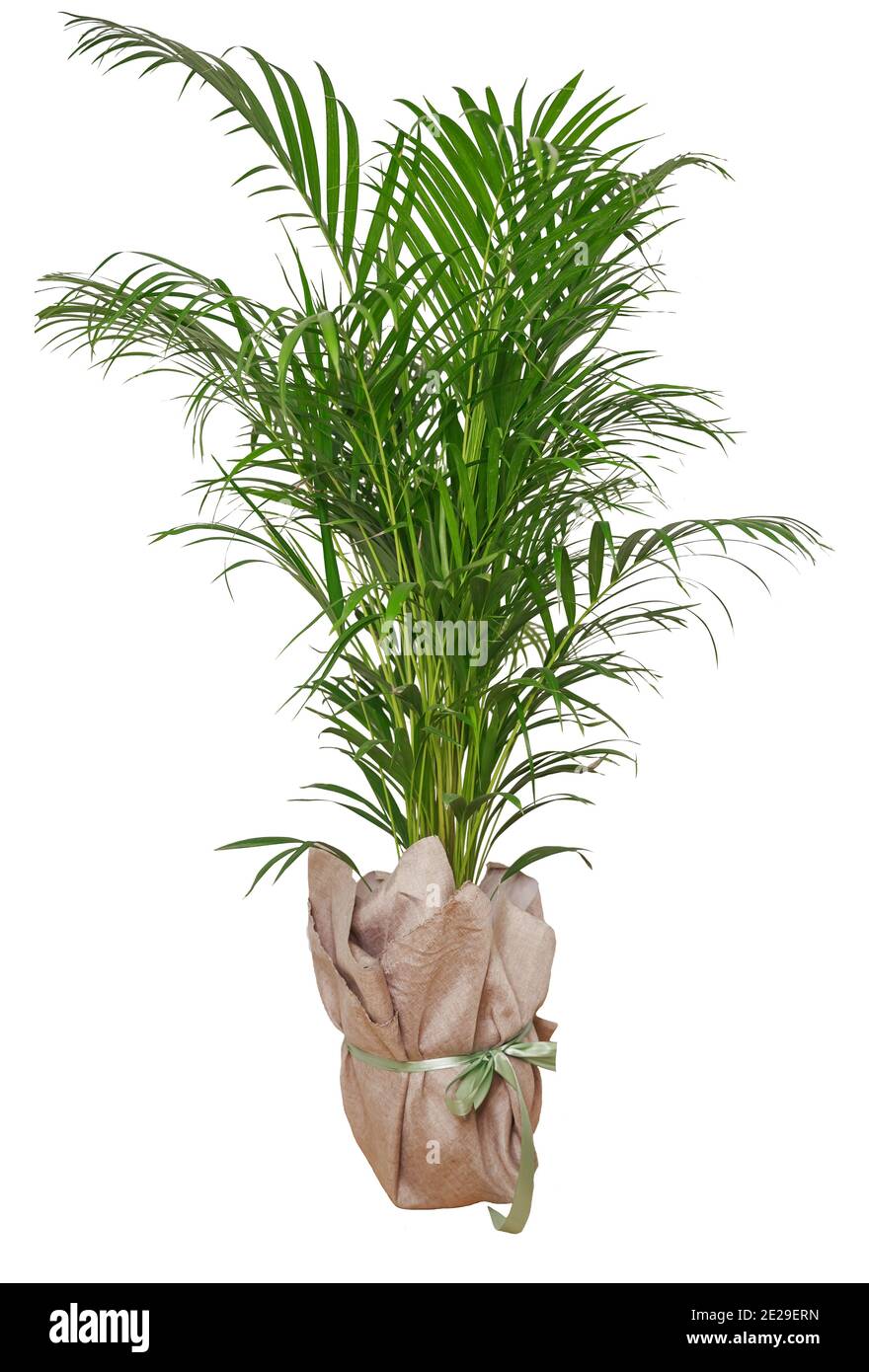Isolierte Palmenpflanze im Topf isoliert auf weiß Hintergrund Stockfoto