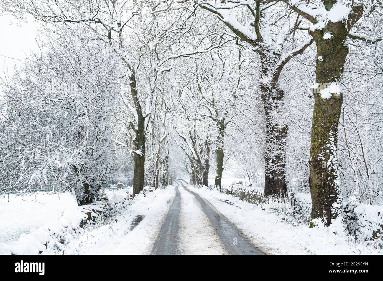 Schneebedeckte, von Bäumen gesäumte Straße im Dezember. In Der Nähe Von Guiting Power, Cotswolds, Gloucestershire, England Stockfoto