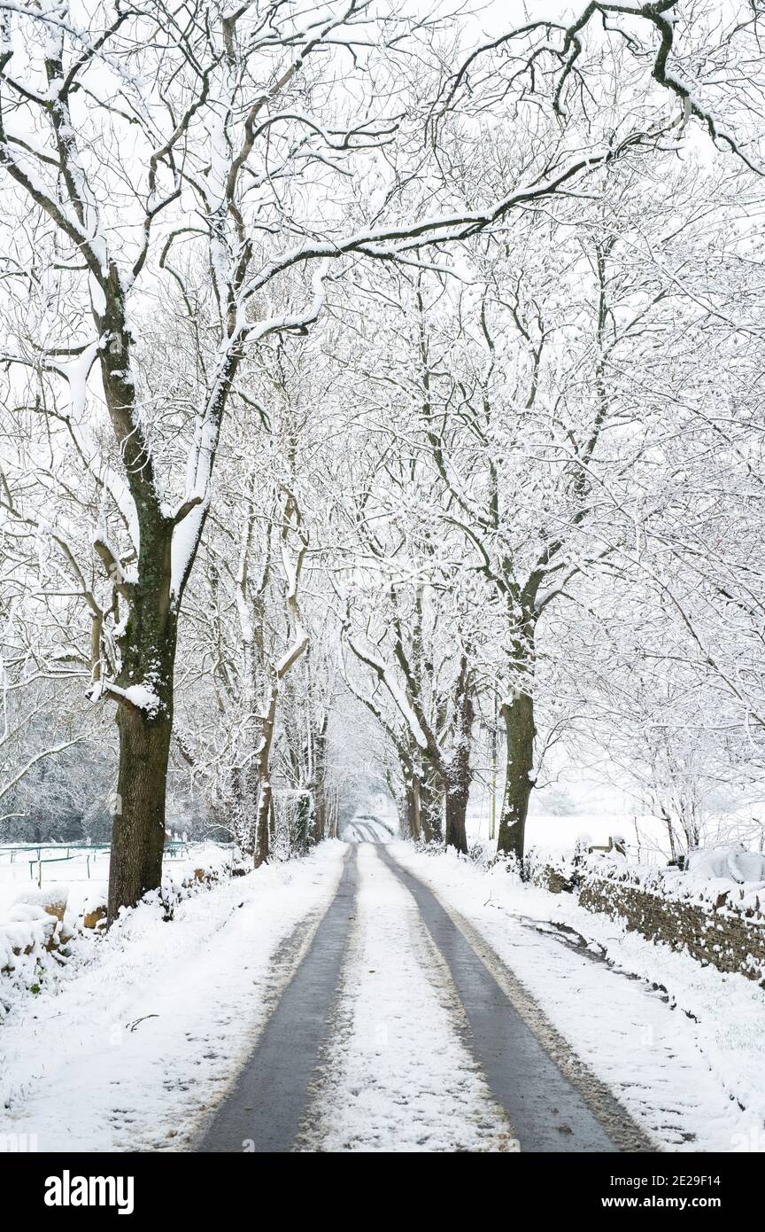 Schneebedeckte, von Bäumen gesäumte Straße im Dezember. In Der Nähe Von Guiting Power, Cotswolds, Gloucestershire, England Stockfoto