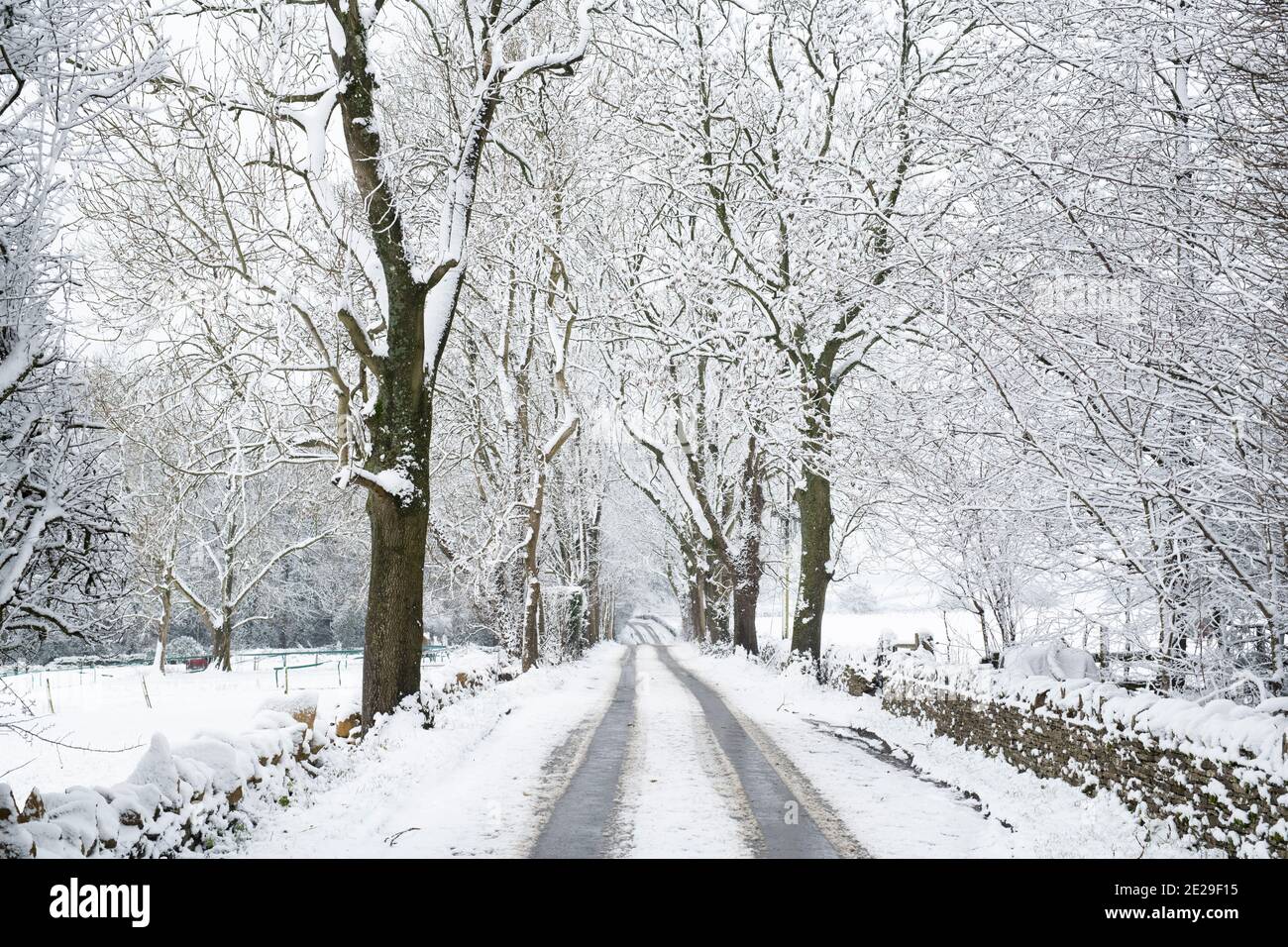 Schneebedeckte, von Bäumen gesäumte Straße im Dezember. In Der Nähe Von Guiting Power, Cotswolds, Gloucestershire, England Stockfoto