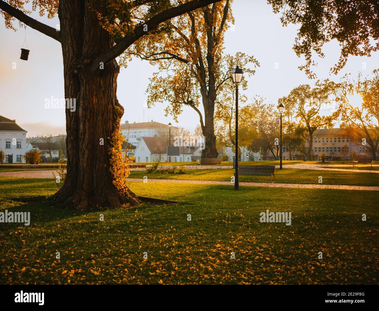 Aufnahme der hellen Herbstlandschaft im Stadtpark, trockene goldene Blätter, die den Grasboden bedecken Stockfoto