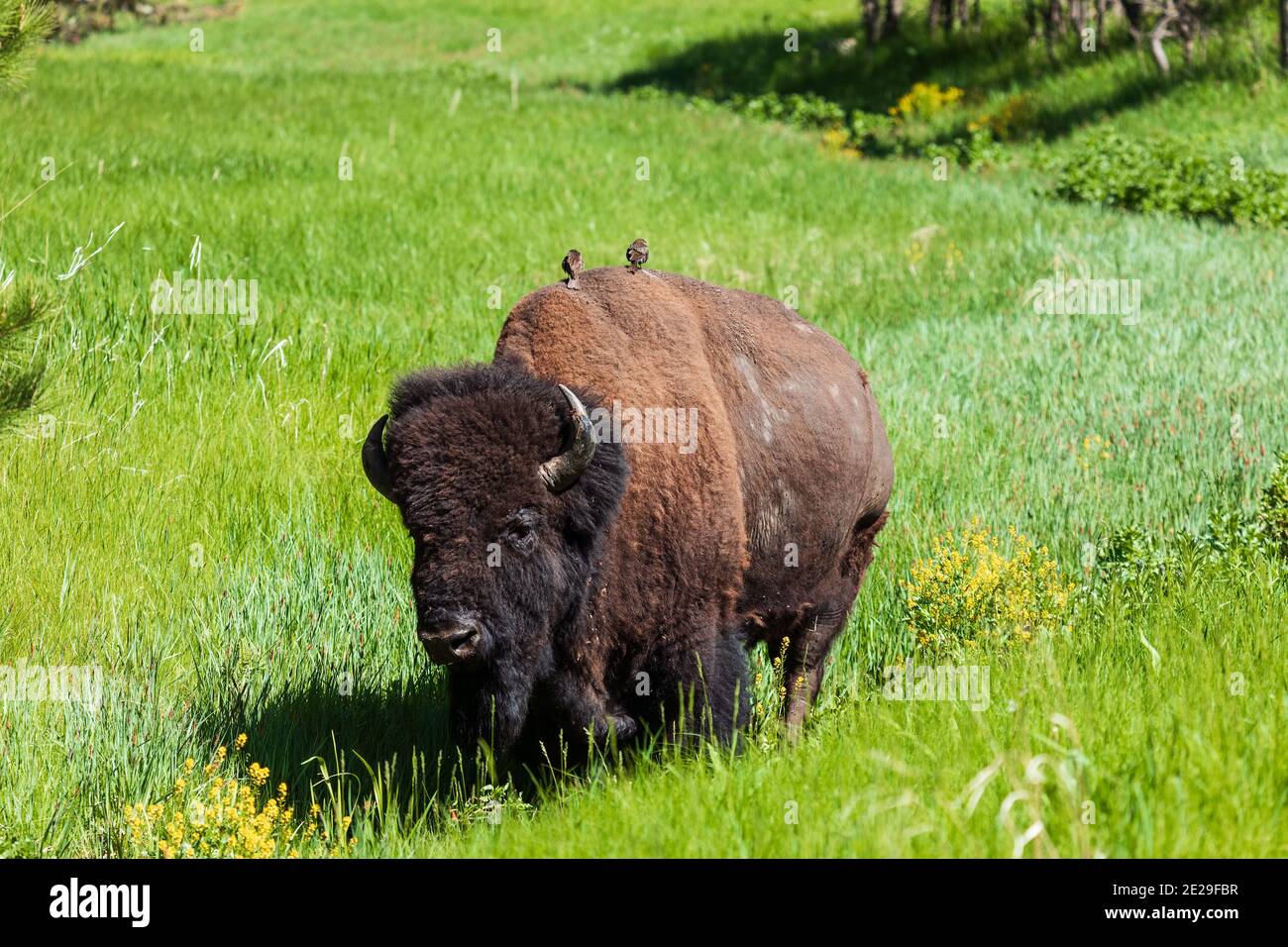 American Bison mit Vögeln auf dem Rücken im Custer State Park, South Dakota Stockfoto