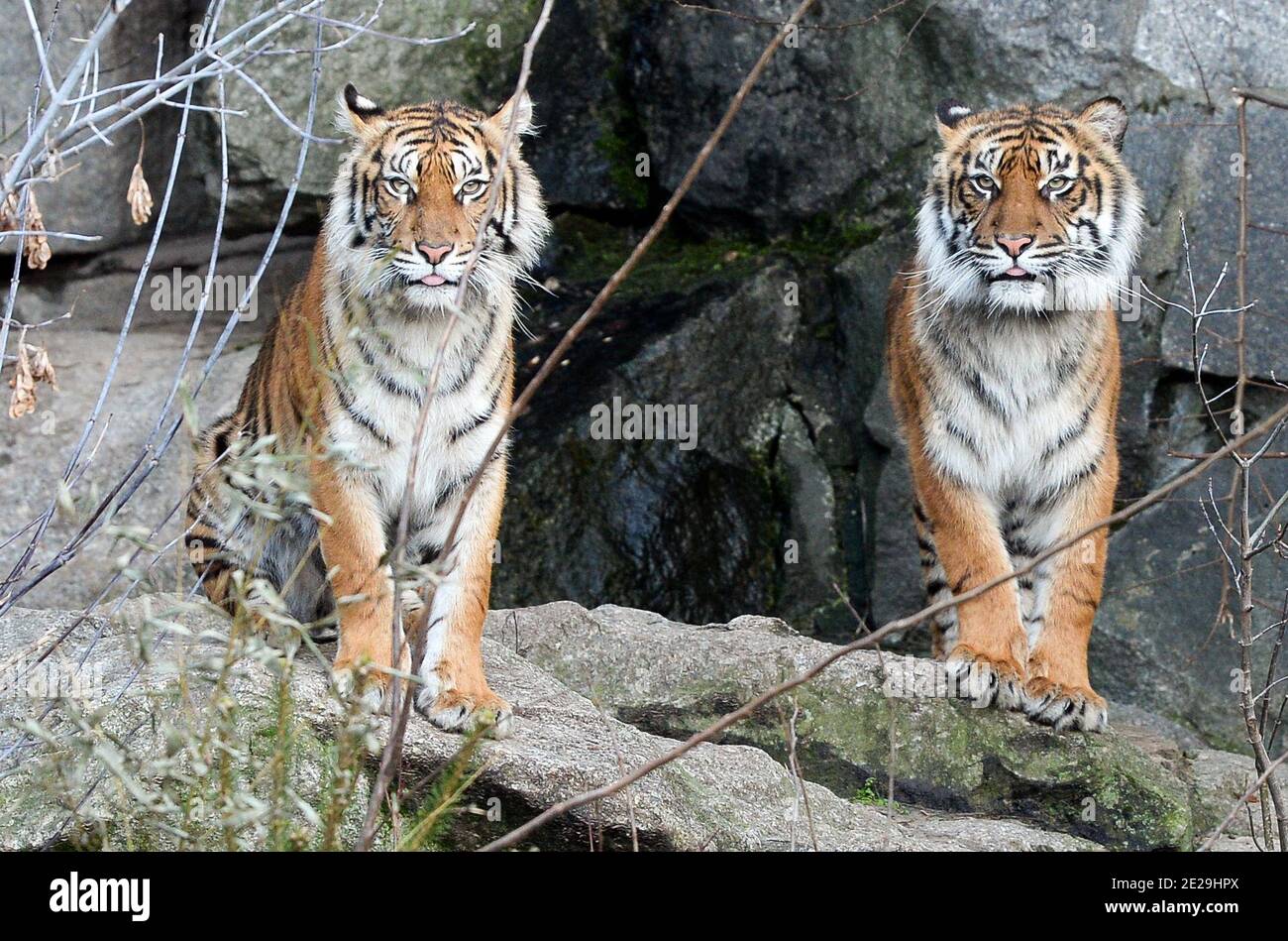 Berlin, Deutschland. Dezember 2020. Sumatra-Tiger im Freigehege im Alfred-Brehm-Haus im Berliner Zoo. Quelle: Jens Kalaene/dpa-Zentralbild/ZB/dpa/Alamy Live News Stockfoto