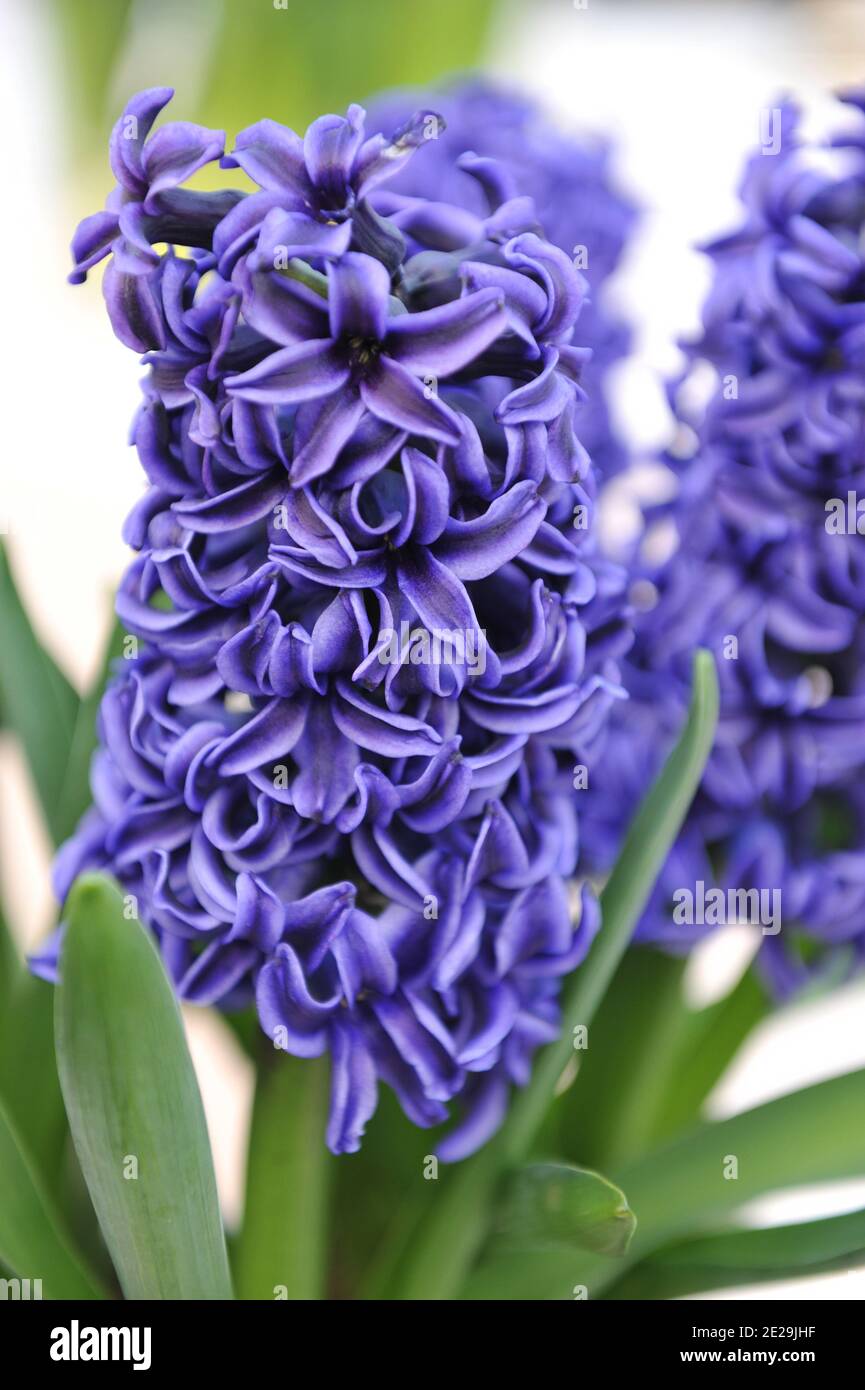 Blaue Hyazinthe (Hyacinthus orientalis) blüht im April im Garten Stockfoto