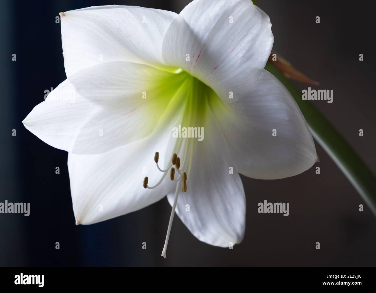 Weiße Hippeastrum-Blume, Nahaufnahme über dunklem Hintergrund mit selektivem Weichfokus Stockfoto