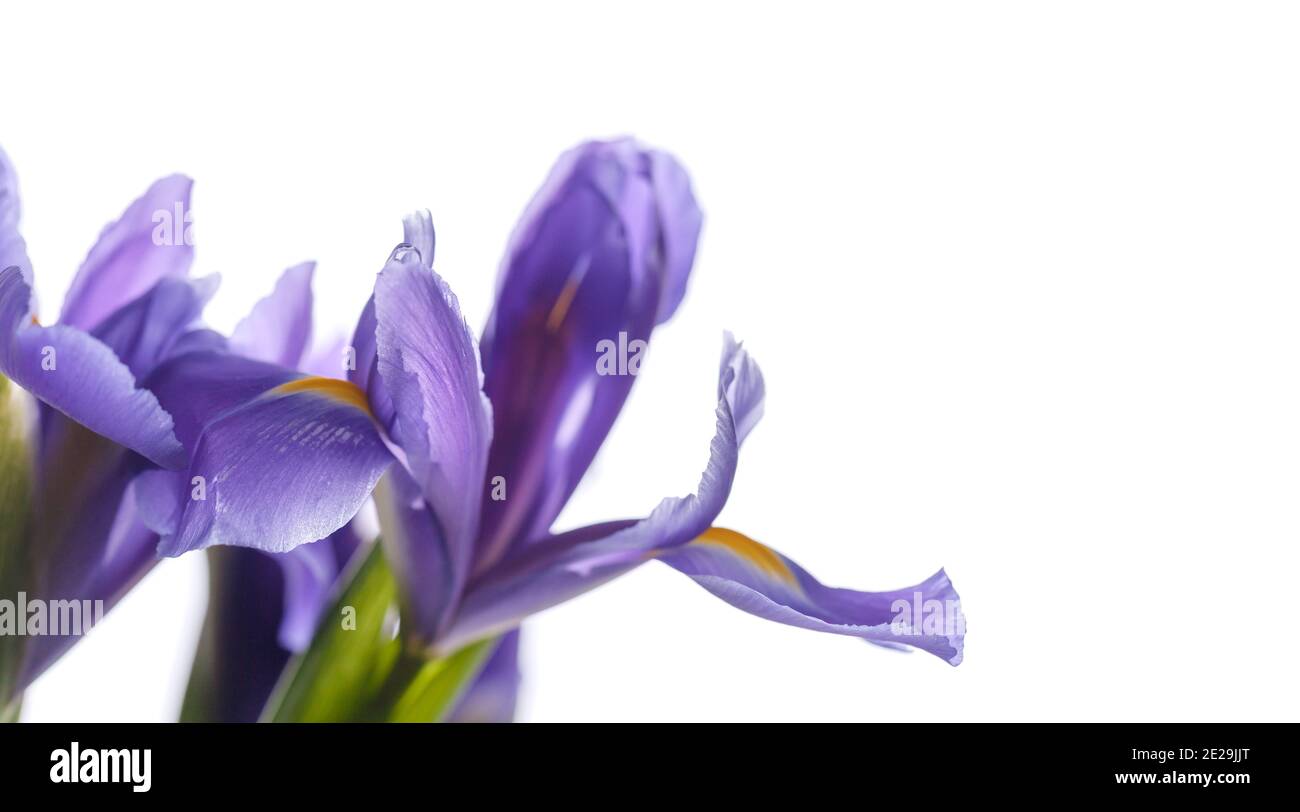 Japanische Iris. Dekorative Blumen Iris laevigata isoliert auf weißem Hintergrund, Nahaufnahme Foto mit selektiven weichen Fokus und kopieren Raum Bereich auf der r Stockfoto