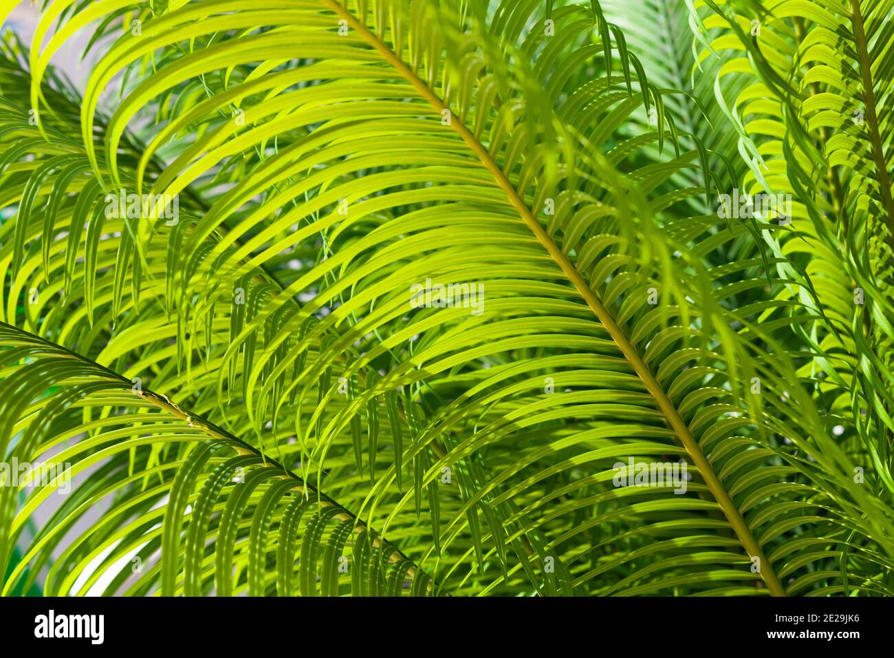 Frische, leuchtend grüne Blätter im Sonnenschein. Tropische Natur Hintergrund Stockfoto