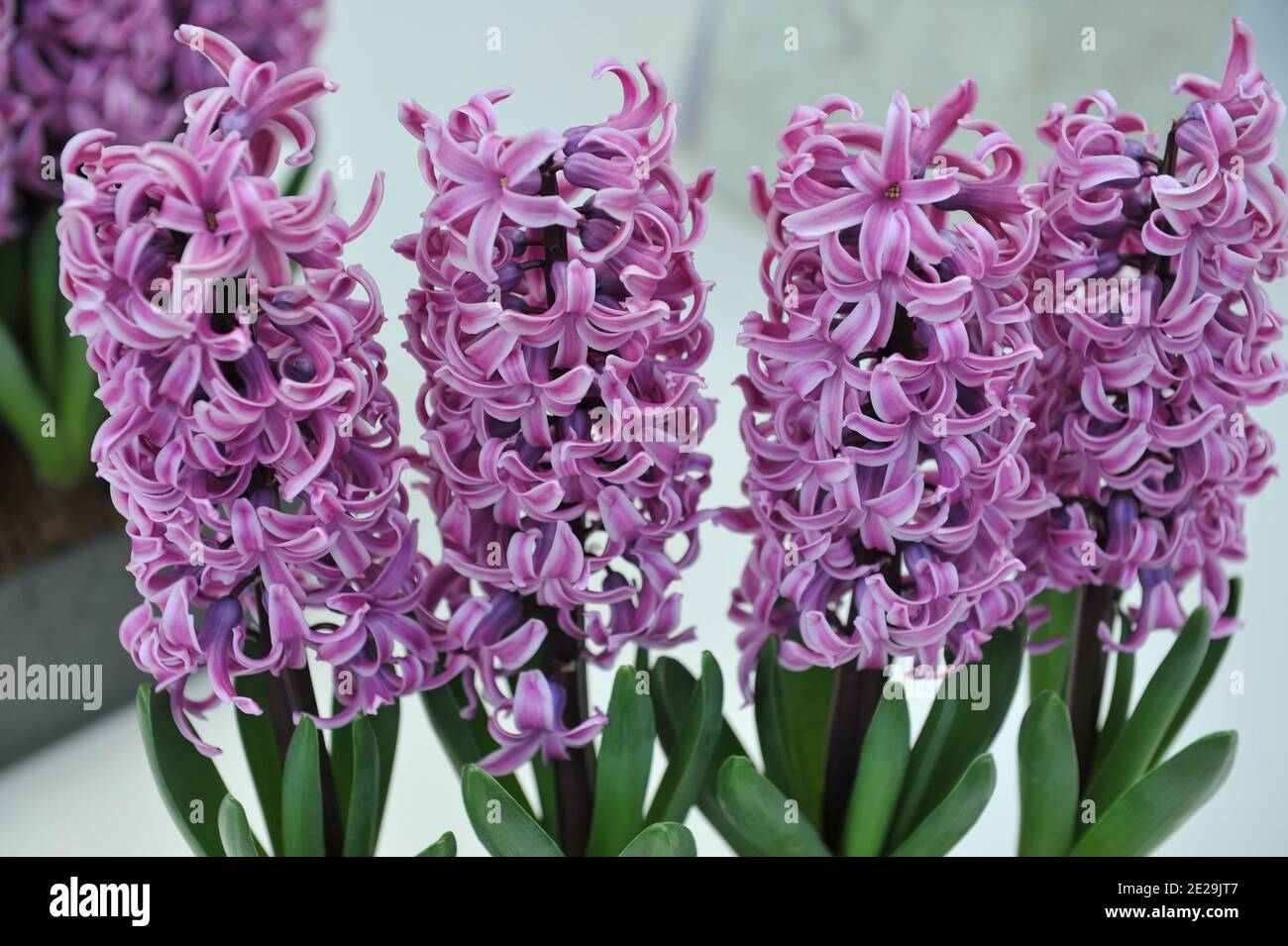 Lila-rosa Hyazinthe (Hyacinthus orientalis) Paul Hermann blüht in einem Topf in einem Garten April Stockfoto