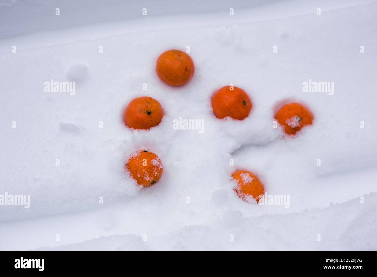 Orange Mandarinen auf weißem Schnee. Tropische Früchte. Stockfoto