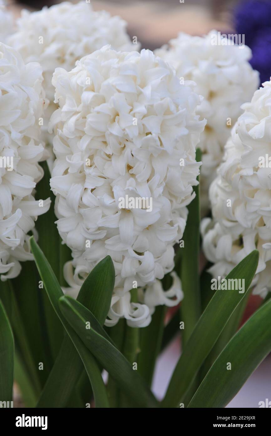 Weiße Hyazinthe (Hyacinthus orientalis) Top Weiß blüht im April in einem Garten Stockfoto