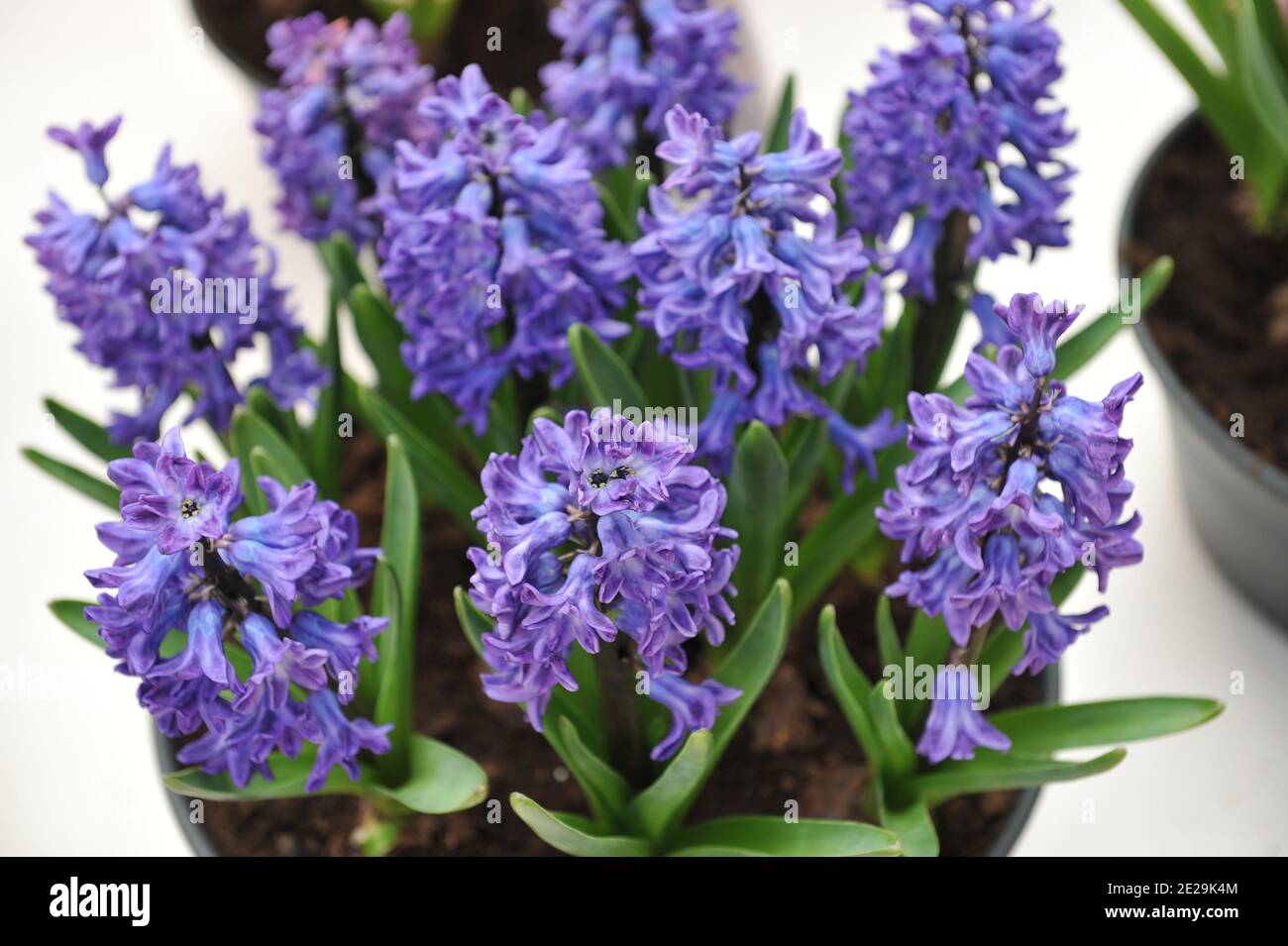 Violett-blaue Hyazinthe (Hyacinthus orientalis) blüht im April in einem Topf Stockfoto