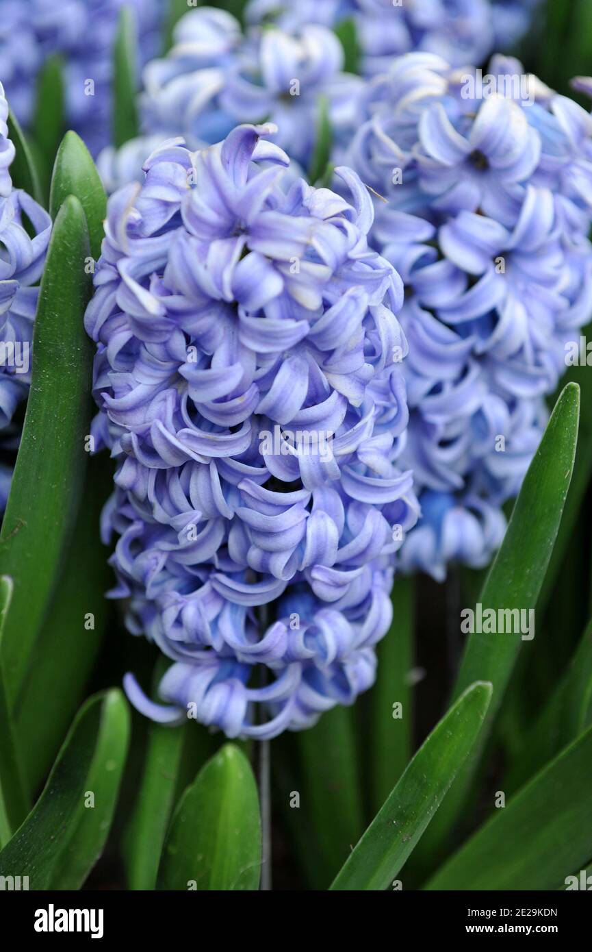 Blaue Hyazinthe (Hyacinthus orientalis) Sky Jacket blüht im April in einem Garten Stockfoto