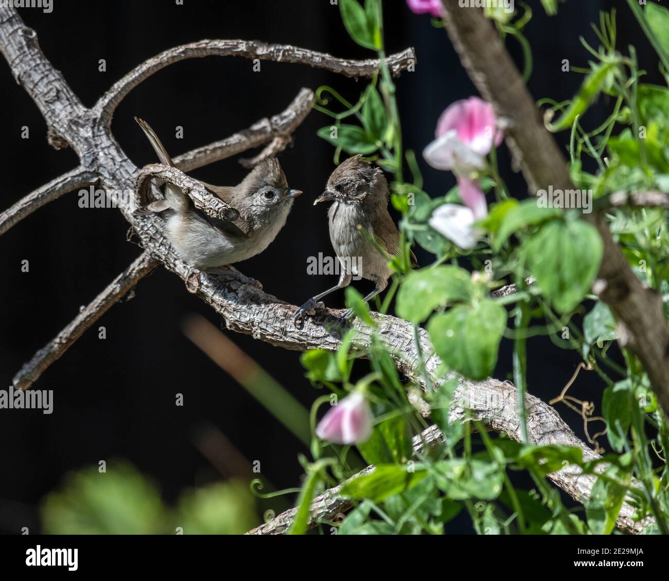 Zwei Eichen-Titten (baeolophus inornatus) Vögel, erwachsen, um Jungfalter zu füttern, auf einem Zweig thront Stockfoto