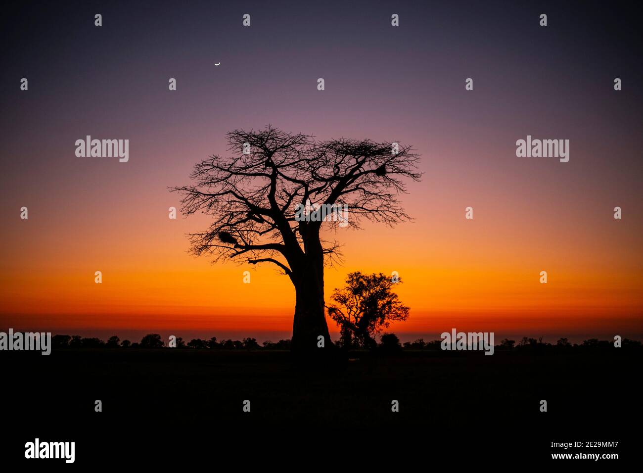 Baobap Baum in Sonnenuntergang am Okavango Delta Stockfoto