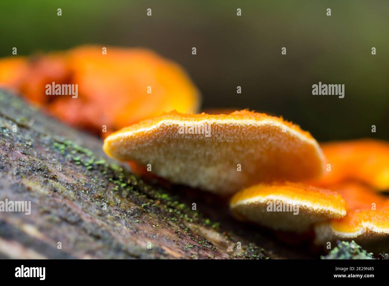 Orangefarbener Polypore (Pycnoporellus fulgens) Stockfoto