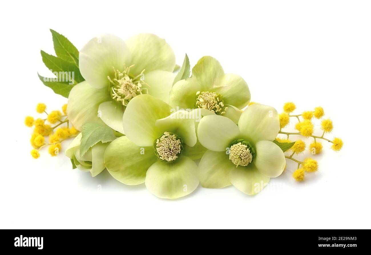 Hellebore Blumen isoliert auf weißen Hintergründen. Stockfoto