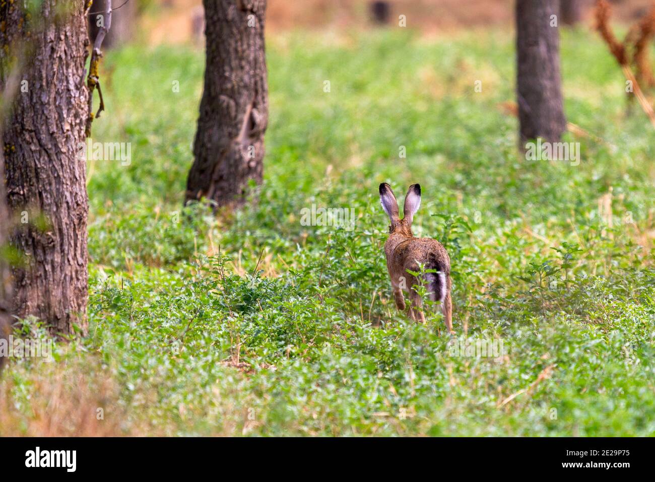 Ein graubrauner Hase läuft im grünen Gras. Stockfoto