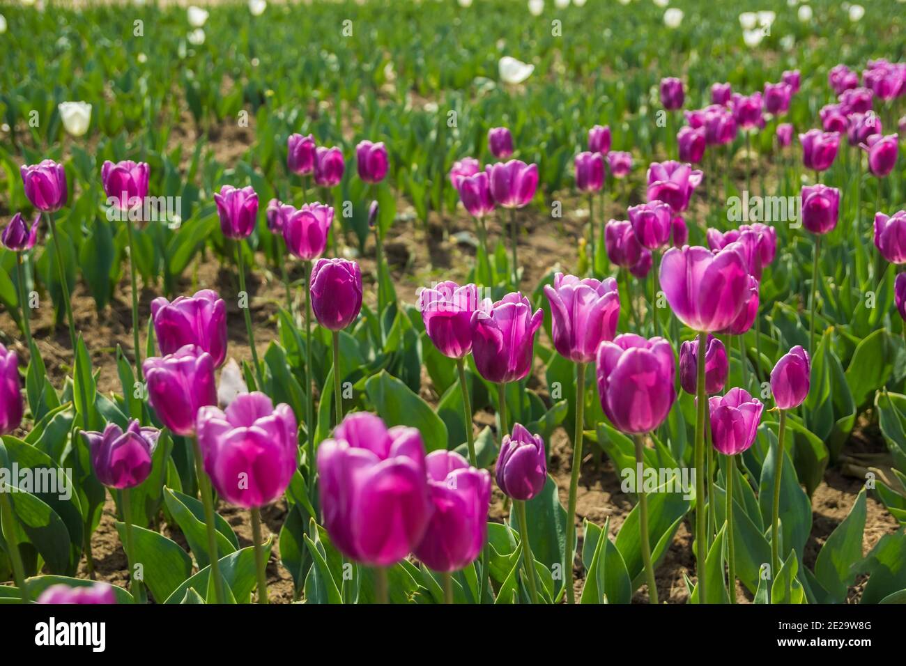 Lila Tulpen blühen im Garten in der Mitte von Ein sonniger Frühlingstag Stockfoto