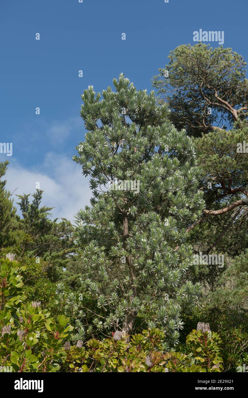 Grüne Blätter einer Evergreen südafrikanischen Kiefer oder Silber Baum (Leucadendron argenteum) Wächst in einem Garten auf der Insel Tresco in The Isles of S Stockfoto