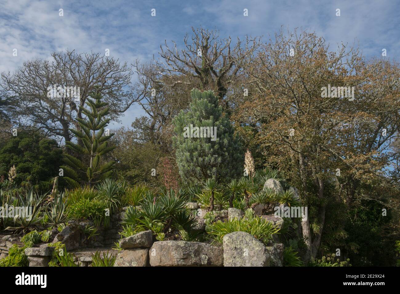 Grüne Blätter einer Evergreen südafrikanischen Kiefer oder Silber Baum (Leucadendron argenteum) Wächst in einem Garten auf der Insel Tresco in The Isles of S Stockfoto
