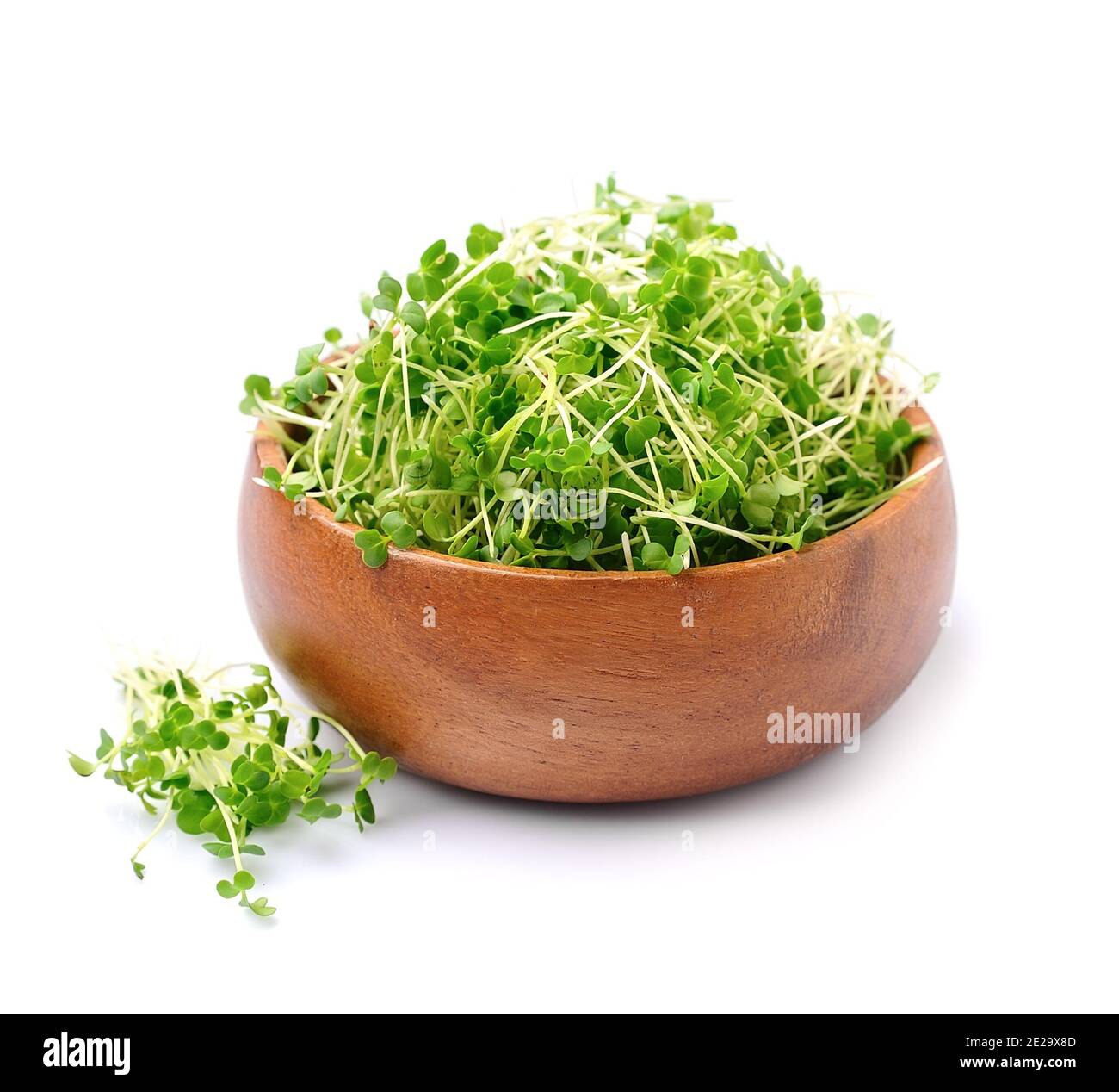 Microgreen arugula sprießt Makro-Isolatd auf weißem Hintergrund. Stockfoto