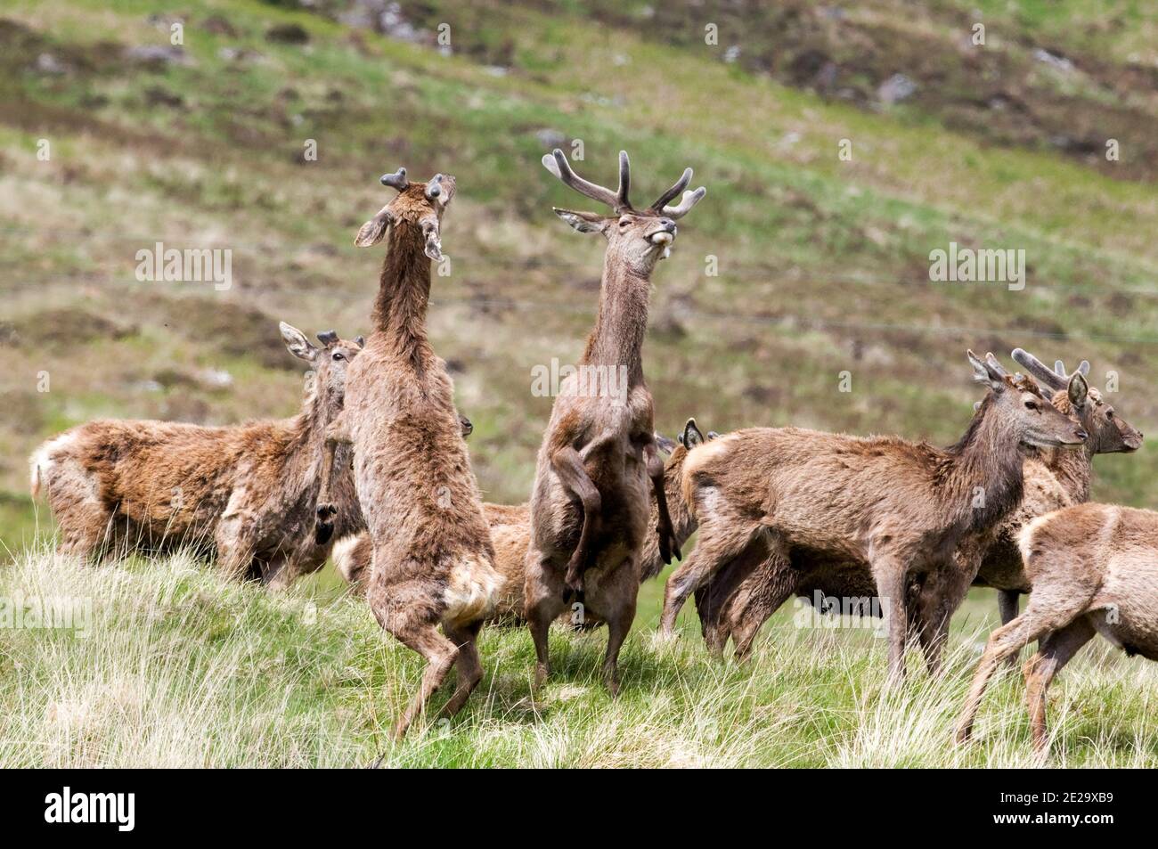 Rotwild in schottischen Highlands Stockfoto