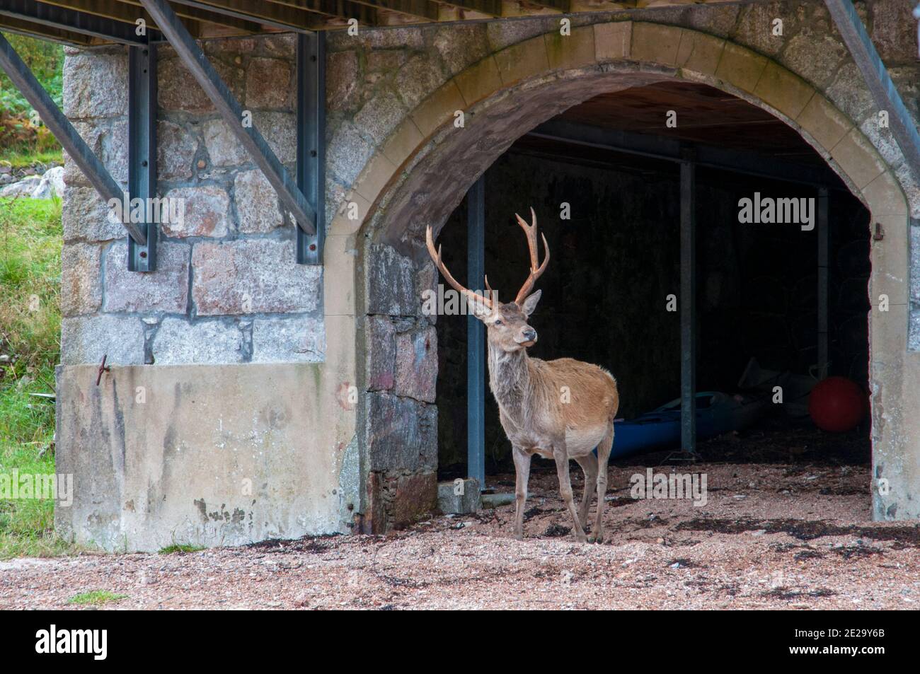 Rotwild in schottischen Highlands Stockfoto