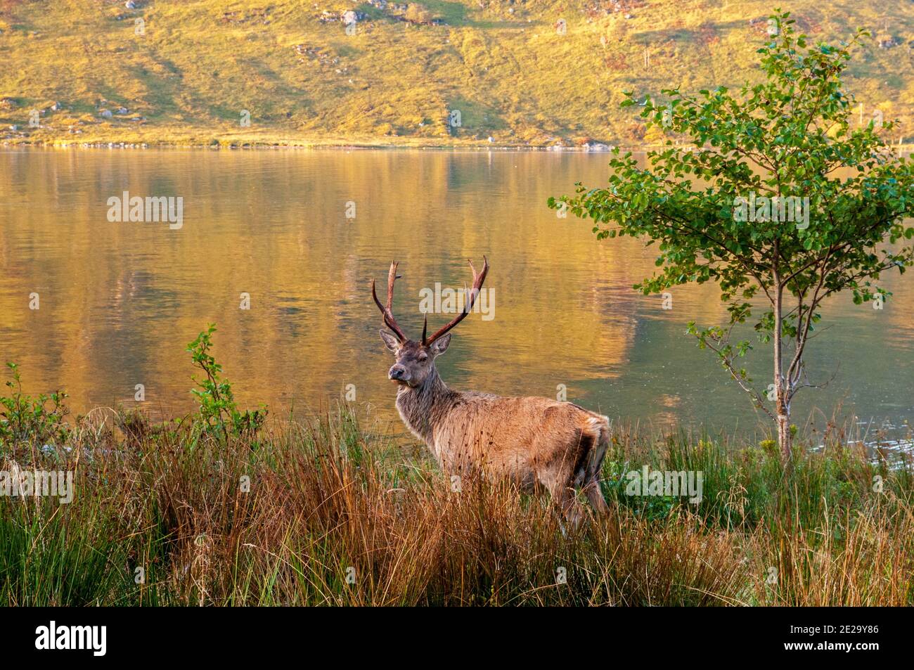 Rotwild in schottischen Highlands Stockfoto