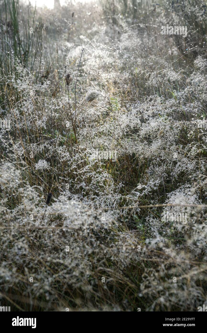 Wiese im ersten Frost mit eisigen Tau Tropfen auf dem Gras, ländliche Landschaft, Naturhintergrund mit Kopierraum, ausgewählter Fokus, enge Schärfentiefe Stockfoto