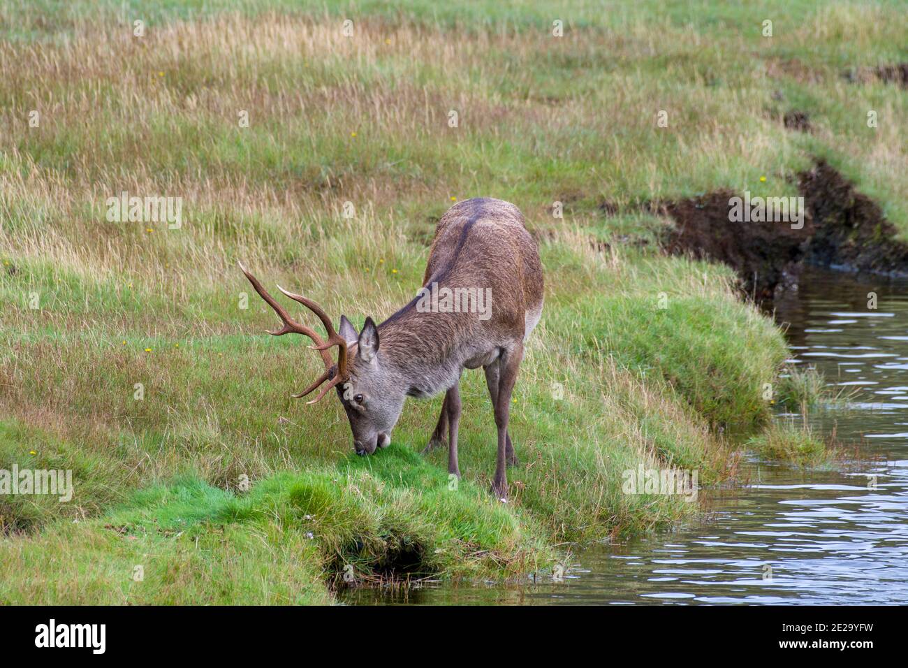 Rotwild in schottischen Highlands Stockfoto