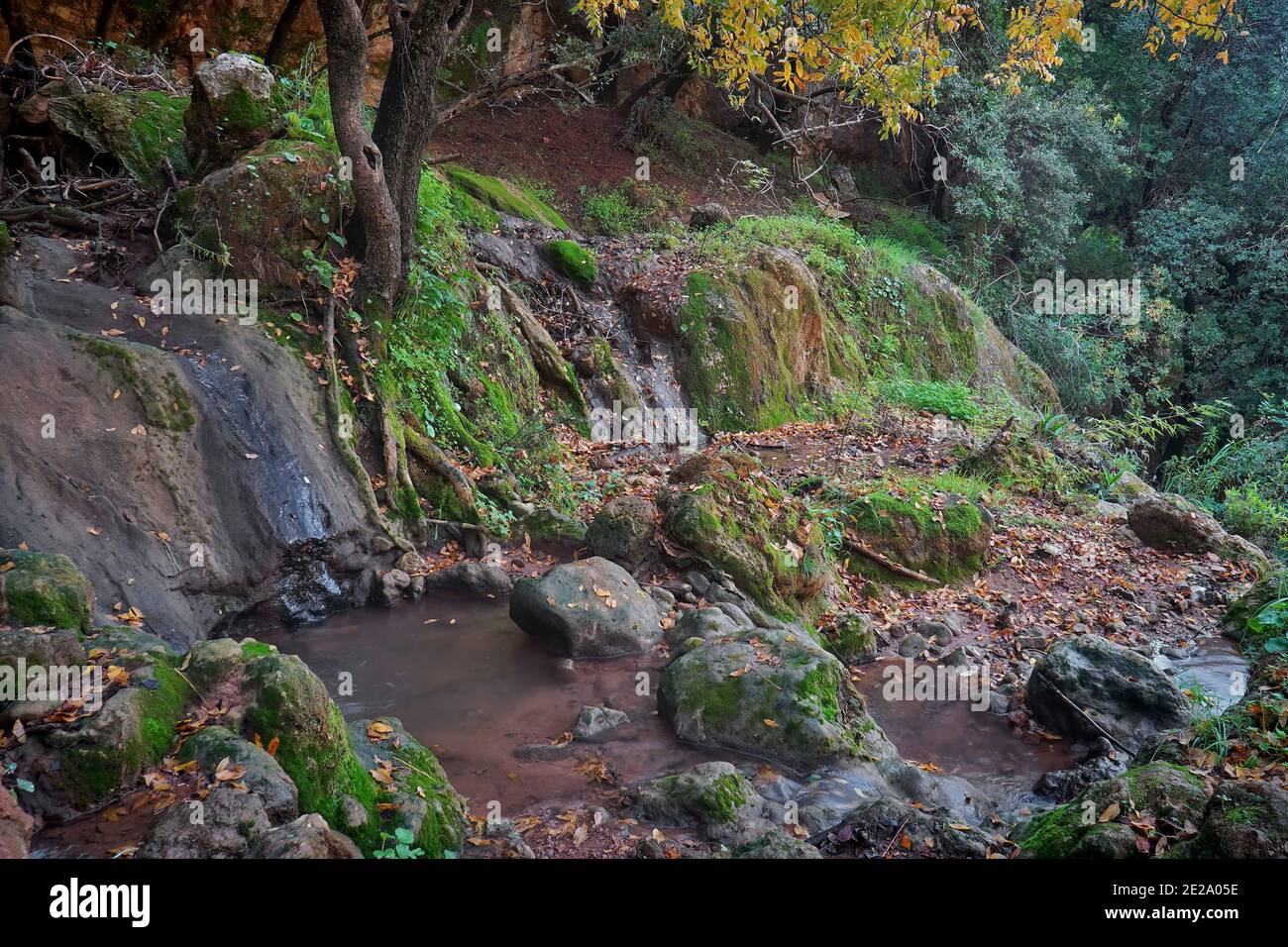 Nahaufnahme von Herbstbäumen und Blättern auf moosigen Felsen Und den Boden Stockfoto