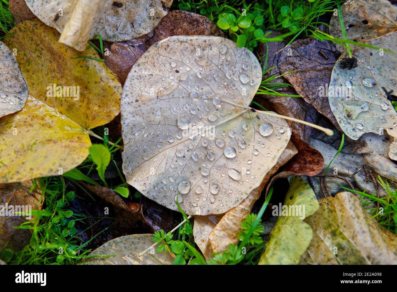 Selektive Fokusaufnahme von tauen Herbstblättern auf dem Gras Stockfoto