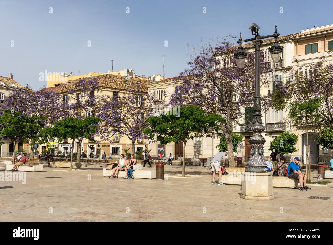 Plaza de la Merced, Málaga, Spanien; im Frühling mit blühenden Jacaranda-Bäumen. Stockfoto