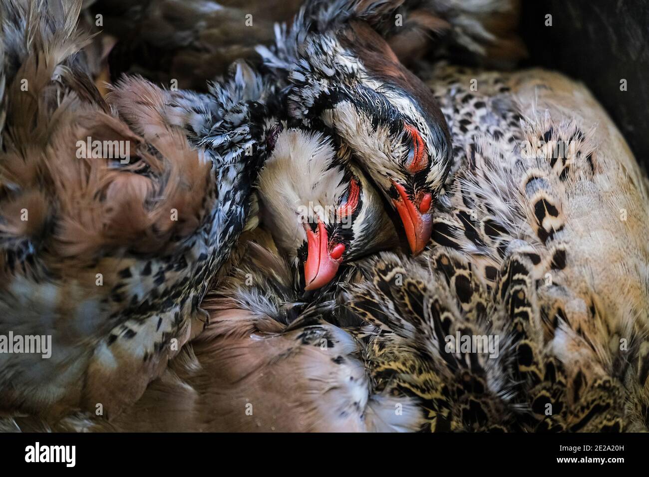 Die Kadaver von Schuss Rotbeinige Rebhuhn - Alectoris rufa. Stockfoto