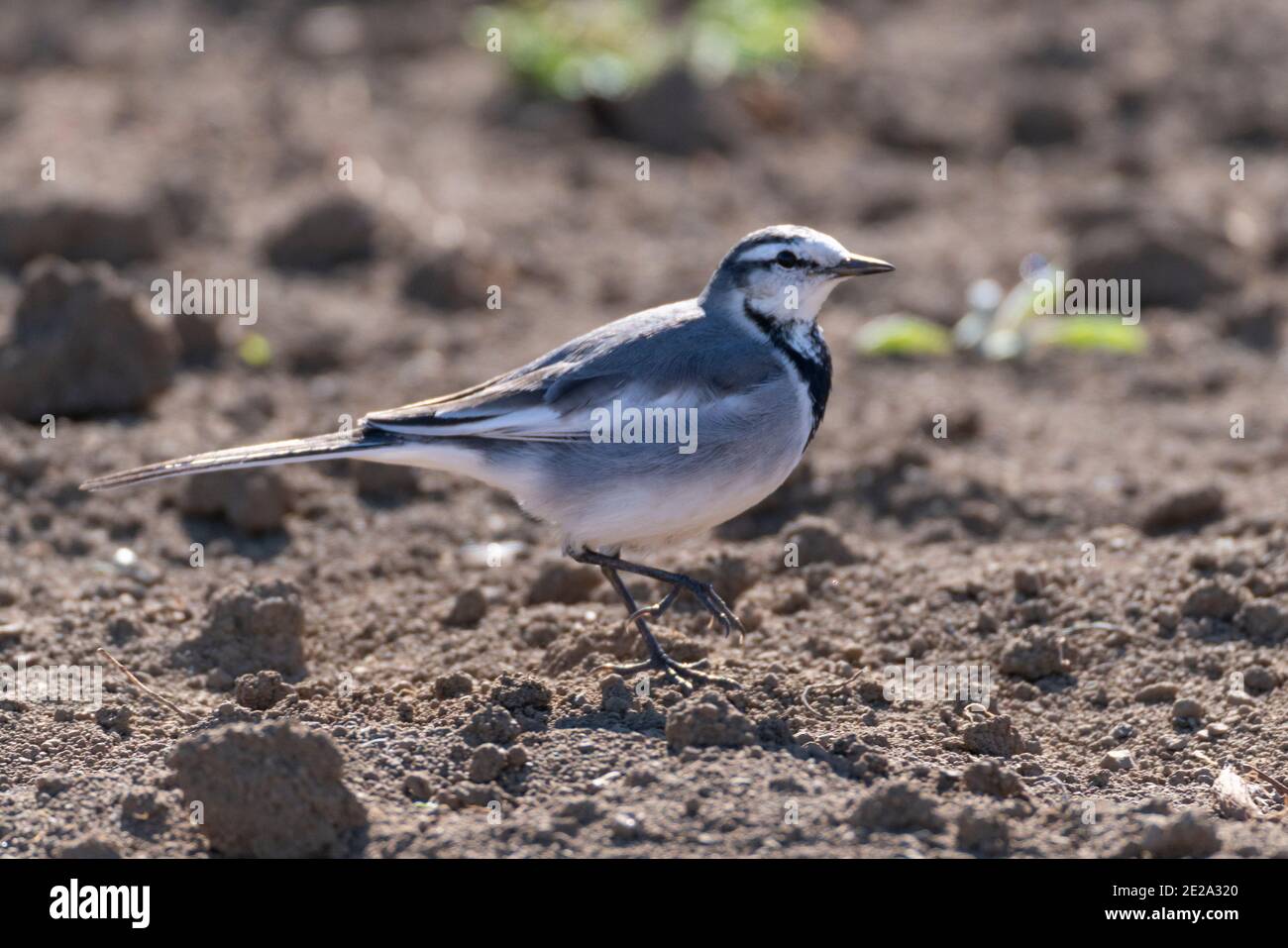 Japanisch (Kamtschatka) Riedwaggtail, (Motacilla alba lugens) Wandern auf dem Feld, Isehara Stadt, Kanagawa Präfektur, Japan Stockfoto
