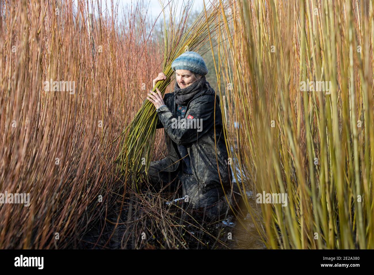 Annemarie O'Sullivan, Korbmacherin aus East Sussex, mit ihrem Team, das Weiden am Stadtrand von Horam für die Korbherstellung in England erntet Stockfoto