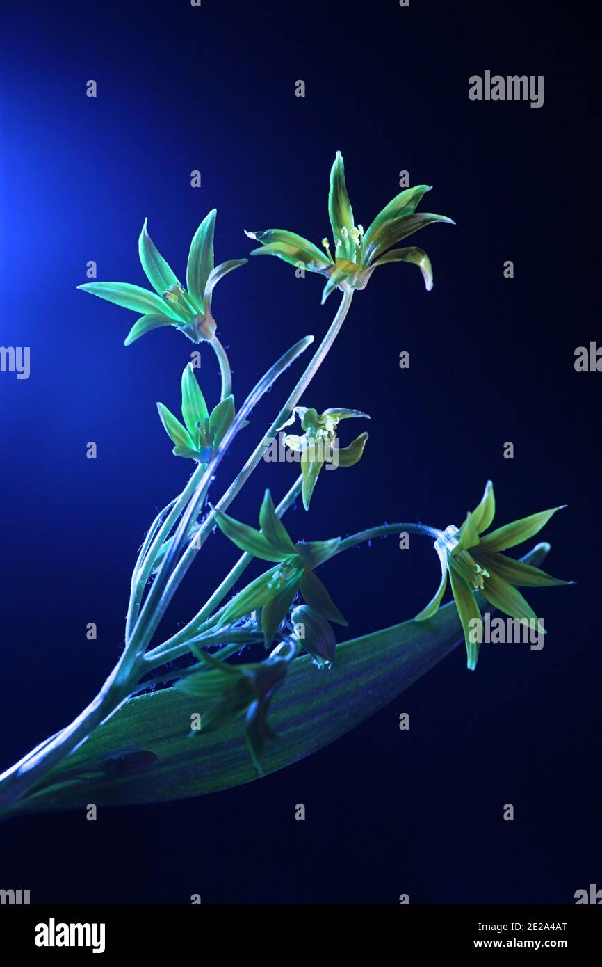 Least Gagea, Gagea minima, fotografiert im ultravioletten Licht (365 nm) Stockfoto